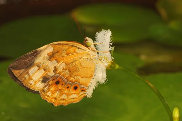 一只色彩艳丽的蝴蝶躺在灌木丛中 — 图库照片