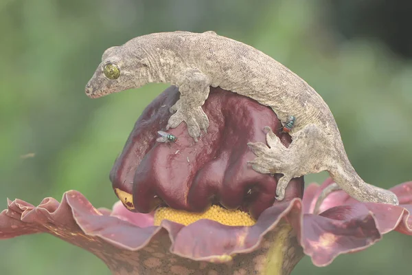 Gecko Gigante Halmahera Está Caçando Moscas Lírio Fedorento Amorphophallus Paeoniifolius — Fotografia de Stock