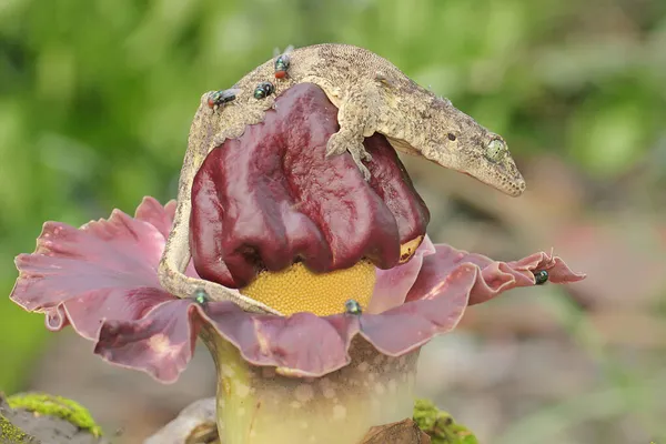 Egy Halmahera Óriás Gekkó Legyekre Vadászik Egy Büdös Liliomon Amorphophallus — Stock Fotó