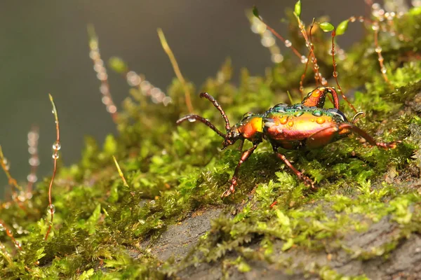 Ein Froschschenkelkäfer Sucht Einem Gebüsch Nach Nahrung Dieses Insekt Trägt — Stockfoto