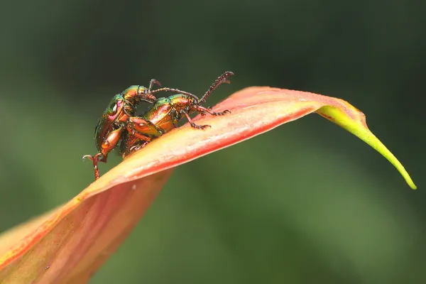 Par Escarabajos Pata Rana Sagra Están Preparando Para Aparearse —  Fotos de Stock