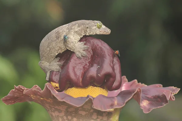 Ein Halmahera Riesengecko Sonnt Sich Dieses Endemische Reptil Von Der — Stockfoto