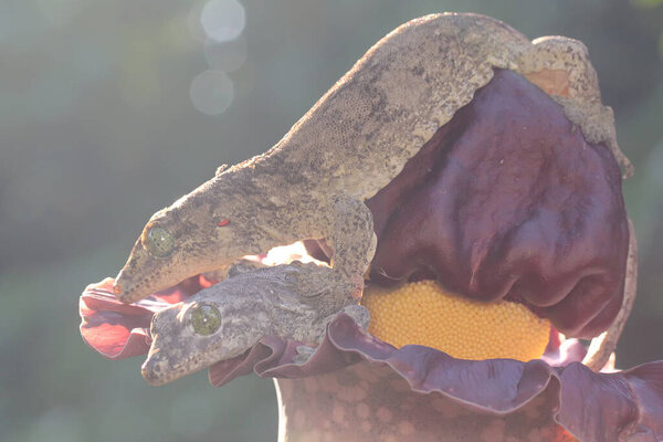 Пара гигантских гекконов Хальмахера спариваются. Эта эндемичная рептилия с острова Хальмахера, Индонезия, носит научное название Gehyra marginata. 