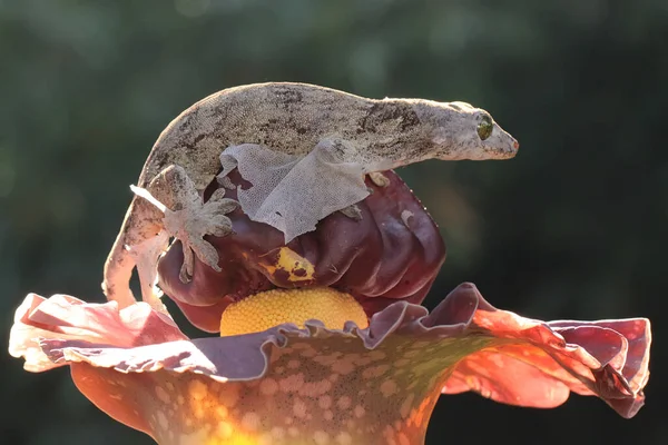 Ein Halmahera Riesengecko Sonnt Sich Dieses Endemische Reptil Von Der — Stockfoto