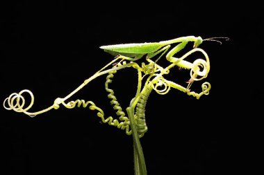 Bir peygamber devesi çalıların üzerine tünemiş.