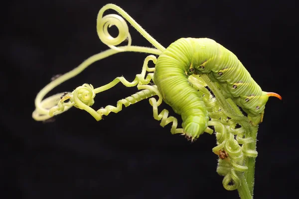 Hornworm Tabaco Está Descansando Planta Selvagem Esta Lagarta Verde Brilhante — Fotografia de Stock