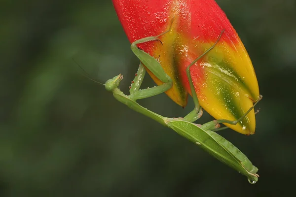 一只祈祷的螳螂栖息在灌木丛中 — 图库照片