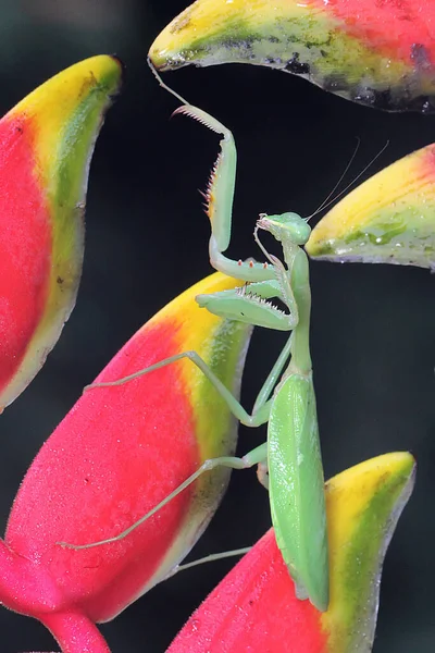 Una Mantis Religiosa Está Posada Arbusto —  Fotos de Stock