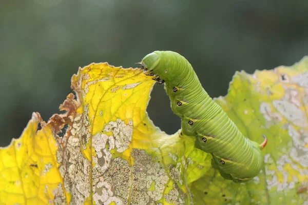 Hornworm Tabaco Está Descansando Planta Selvagem Esta Lagarta Verde Brilhante — Fotografia de Stock