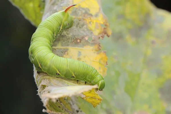 Ver Corne Tabac Repose Sur Une Plante Sauvage Cette Chenille — Photo