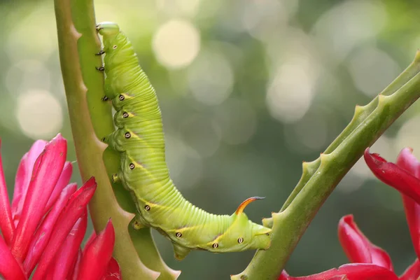 벌레가야 생식물 애벌레에는 과학적 — 스톡 사진
