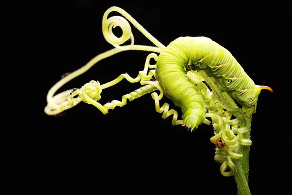 Ein Tabakhornwurm Ruht Auf Einer Wildpflanze Diese Hellgrüne Raupe Trägt — Stockfoto