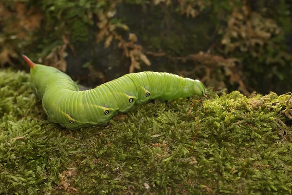 野生の植物の上にタバコの角虫が休んでいる この鮮やかな緑の冬虫夏草は 学名はManduca Sectaです — ストック写真