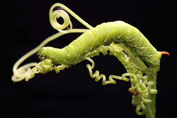 Ein Tabakhornwurm Ruht Auf Einer Wildpflanze Diese Hellgrüne Raupe Trägt — Stockfoto