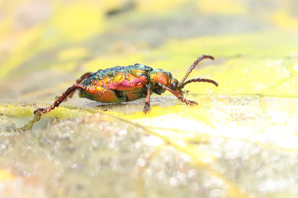 Ein Froschschenkelkäfer Sagra Frisst Ein Blatt — Stockfoto