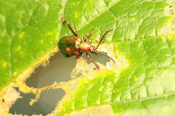 葉を食べるカエル脚甲虫 サグラ — ストック写真