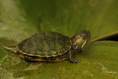 Kırmızı kulaklı sürgülü kaplumbağa günlük aktivitelerine başlamadan önce güneşleniyor. Bu sürüngenin bilimsel adı Trachemys scripta elegans. 