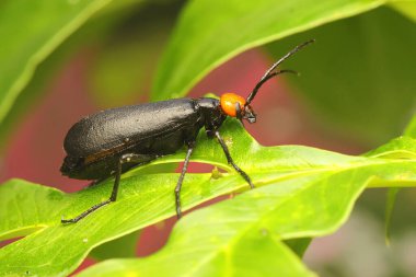 Su toplayan bir böcek yabani bitkileri arıyor. Bu böceğin bilimsel adı Epicauta hirticornis.