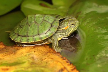 Kırmızı kulaklı sürgülü kaplumbağa günlük aktivitelerine başlamadan önce güneşleniyor. Bu sürüngenin bilimsel adı Trachemys scripta elegans. 