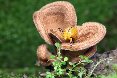 Bir cucurbit böceği çürüyen ahşap üzerinde büyüyen bir mantar üzerinde yiyecek arıyor. Bu böceğin bilimsel adı Aulacophora indica.. 