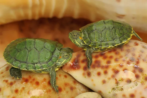 Dwa Żółwie Suwakowe Czerwonych Uszach Opalają Się Muszlach Martwych Krabów — Zdjęcie stockowe