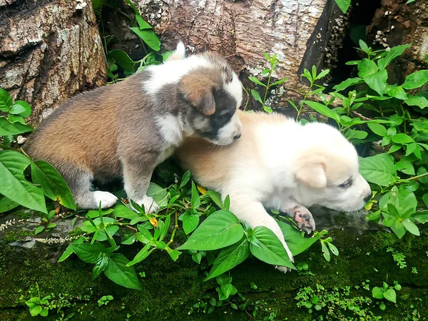 Dos Lindos Cachorros Jugando Juntos —  Fotos de Stock