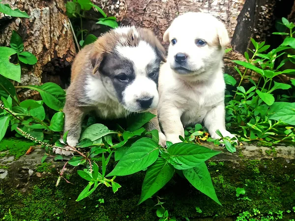 Dois Cachorros Bonitos Brincando Juntos — Fotografia de Stock