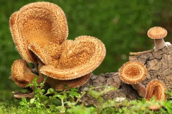 腐敗した木の幹で成長するPanus Neostrigosus種の真菌のコレクション — ストック写真