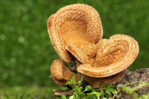 Eine Sammlung Von Pilzen Der Art Panus Neostrigosus Die Auf — Stockfoto
