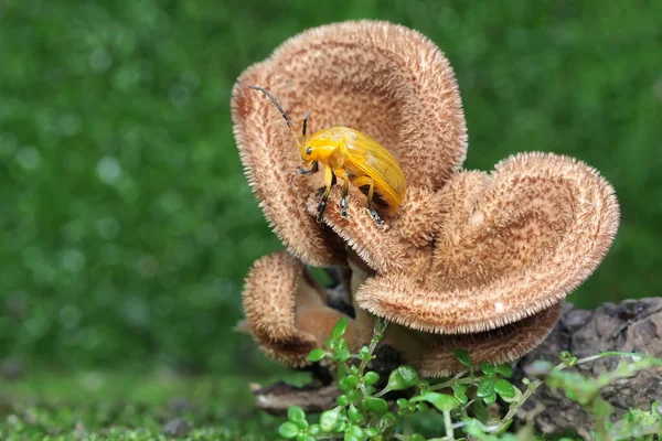 Escarabajo Cucurbit Está Buscando Comida Hongo Que Crece Madera Podrida — Foto de Stock