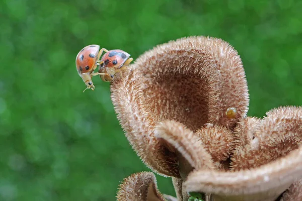 Una Mariquita Está Buscando Los Arbustos Este Pequeño Insecto Tiene —  Fotos de Stock