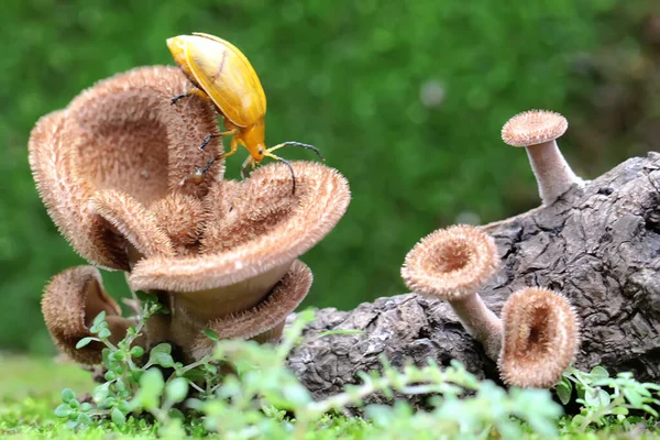 Besouro Cucurbit Está Procura Comida Fungo Que Cresce Madeira Podre — Fotografia de Stock