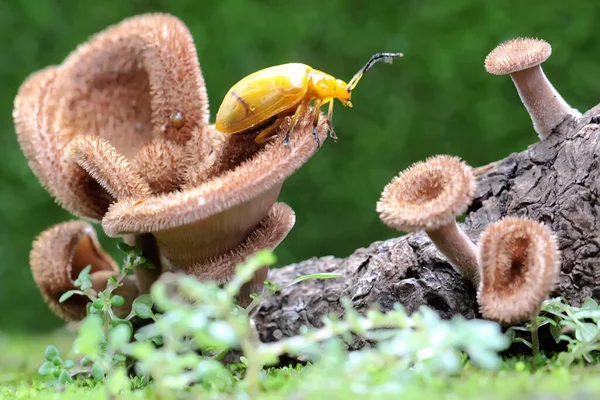 Escarabajo Cucurbit Está Buscando Comida Hongo Que Crece Madera Podrida — Foto de Stock