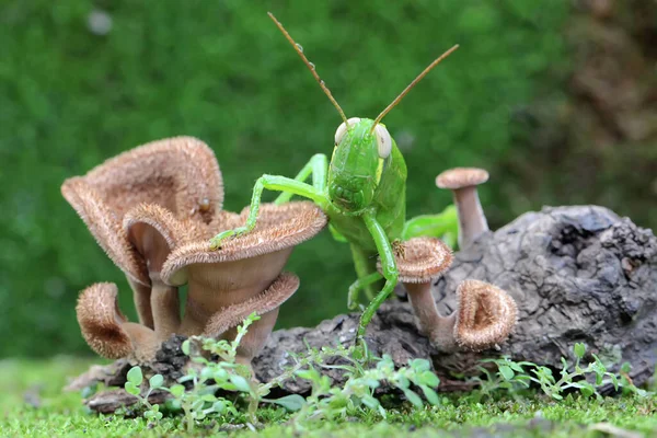 Joven Saltamontes Verde Está Comiendo Las Hojas Jóvenes Que Crecen — Foto de Stock