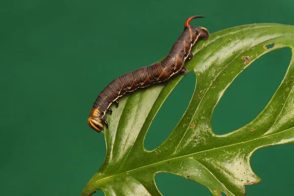 Tobacco Hornworm Eating Young Leave Caterpillar Has Scientific Name Manduca — Stock Photo, Image