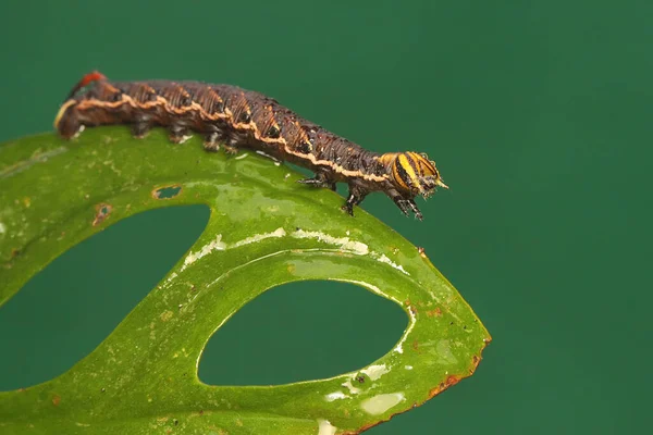 Tobacco Hornworm Eating Young Leave Caterpillar Has Scientific Name Manduca — Stock Photo, Image