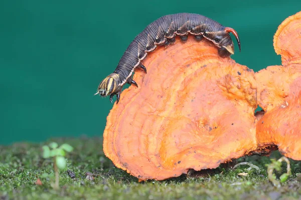 Ein Tabakhornwurm Frisst Einen Wildpilz Diese Raupe Trägt Den Wissenschaftlichen — Stockfoto