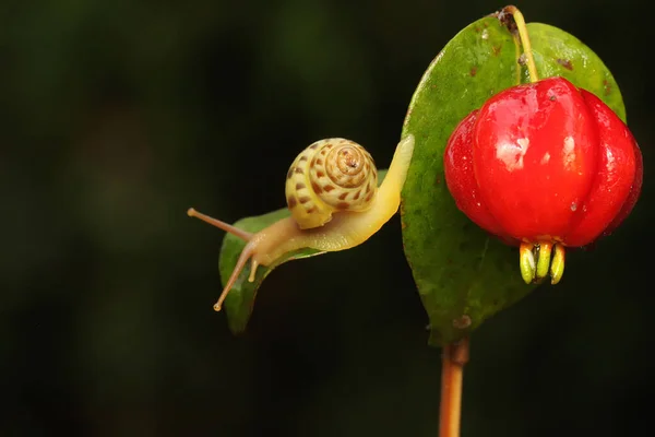 Caracol Pequeno Está Forrageando Arbusto — Fotografia de Stock