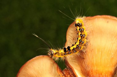 Bir tırtıl çalılıklarda yiyecek arıyor.. 