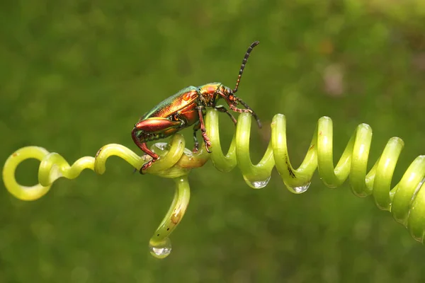 Escaravelho Perna Está Procura Comida Nos Tendris Uma Maracujá Selvagem — Fotografia de Stock