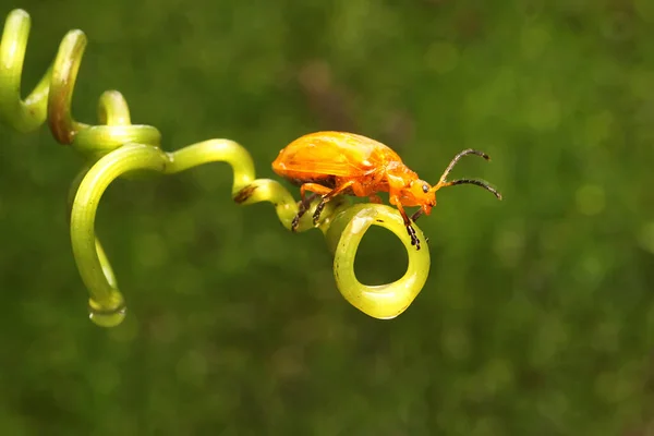 Cucurbit Beetle Looking Food Insect Has Scientific Name Aulacophora Indica — Stock Fotó
