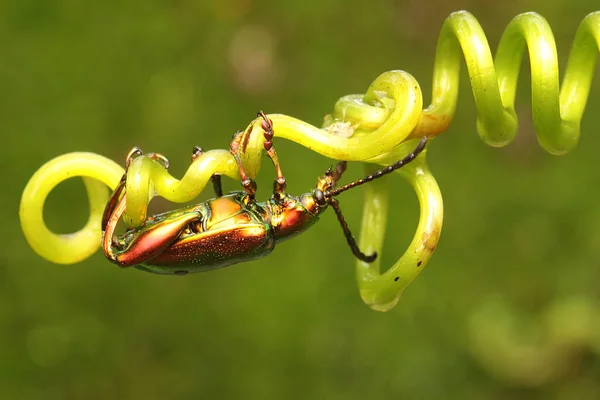 Une Grenouille Coléoptère Jambe Est Recherche Nourriture Sur Les Vrilles — Photo