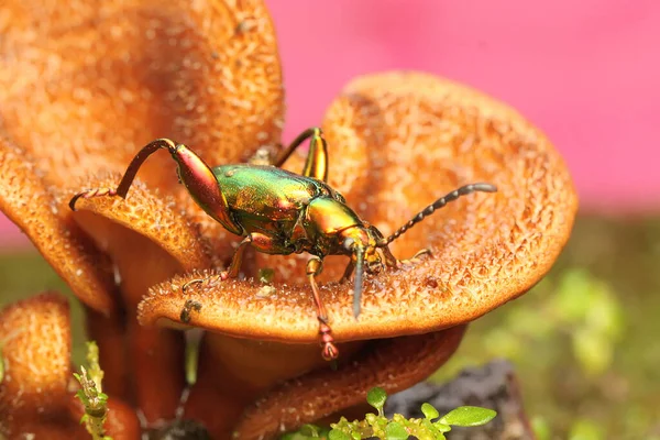 Een Kikkerpootkever Zoek Naar Voedsel Een Wilde Schimmel Dit Insect — Stockfoto