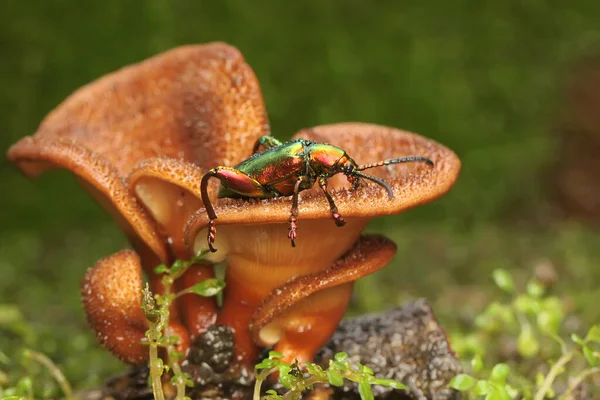 A frog leg beetle is looking for food in a wild fungus. This insect has the scientific name Sagra sp.