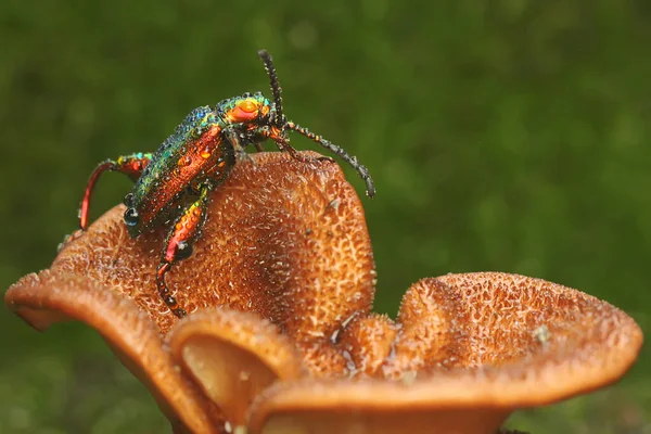 カエルの足の甲虫は野生の真菌の食物を探しています 学名はSagra — ストック写真