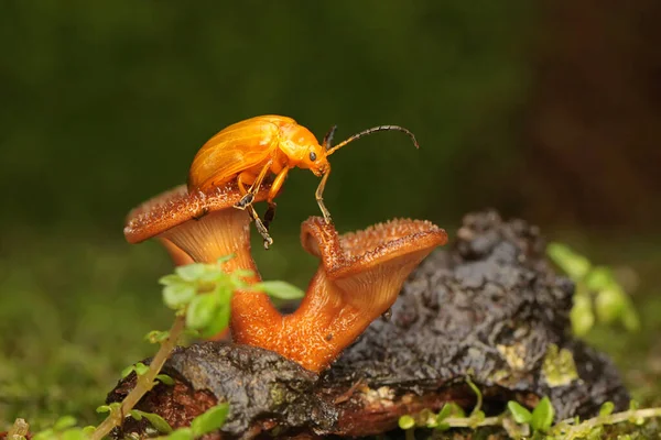 Escarabajo Cucurbit Está Buscando Comida Hongo Que Crece Madera Podrida —  Fotos de Stock
