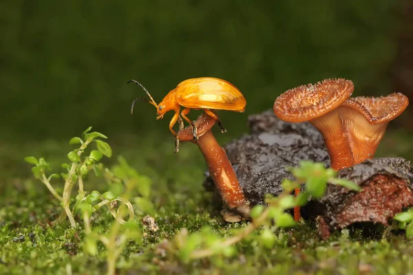 Escarabajo Cucurbit Está Buscando Comida Hongo Que Crece Madera Podrida — Foto de Stock