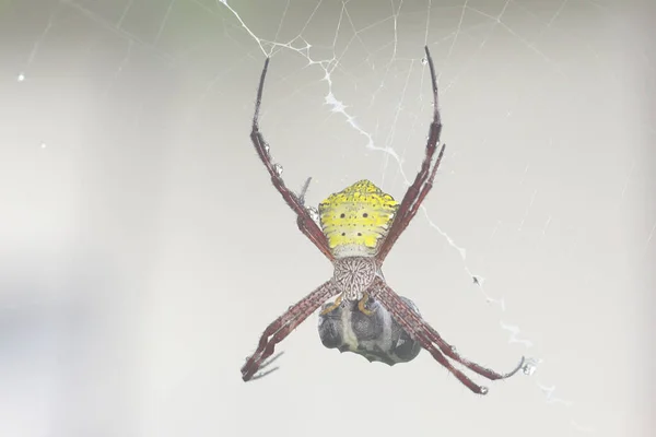 Uma Aranha Espécie Argiope Appensa Está Presa Inseto Preso Sua — Fotografia de Stock