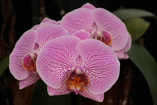 Beauty Moth Orchid Full Bloom Beautiful Flower Has Scientific Name — Stock Photo, Image