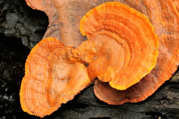 腐った木の幹に自生する真菌コロニー — ストック写真
